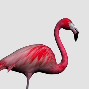 3d flamingo model