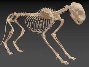 cat skeleton 3d model