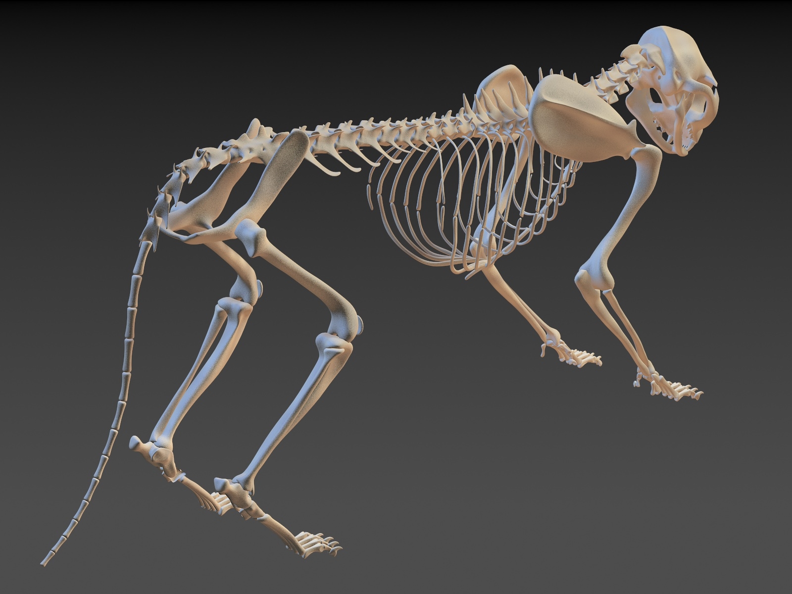 Скелет кота анатомия