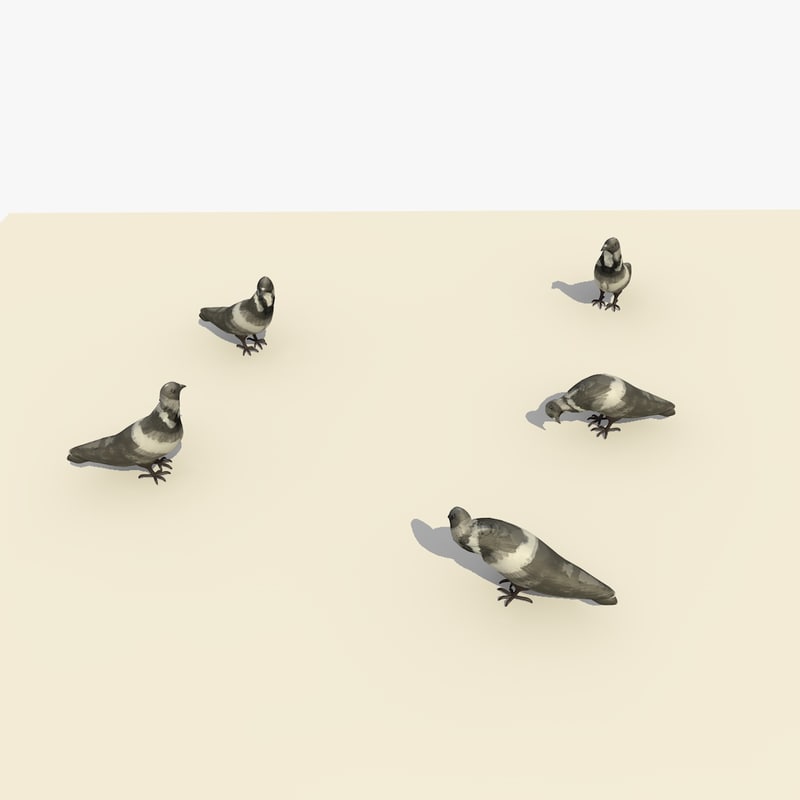 Pigeons Game Payment Pigeons Game Payment