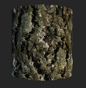 trunk