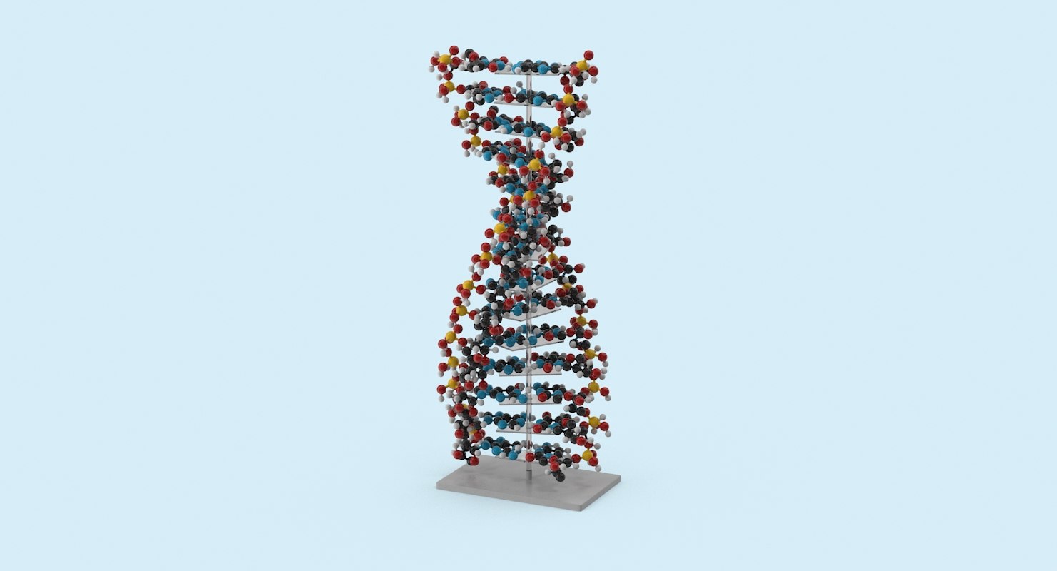 dna display 3d model