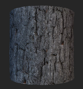 trunk