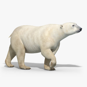 polar bear rigged 3d max