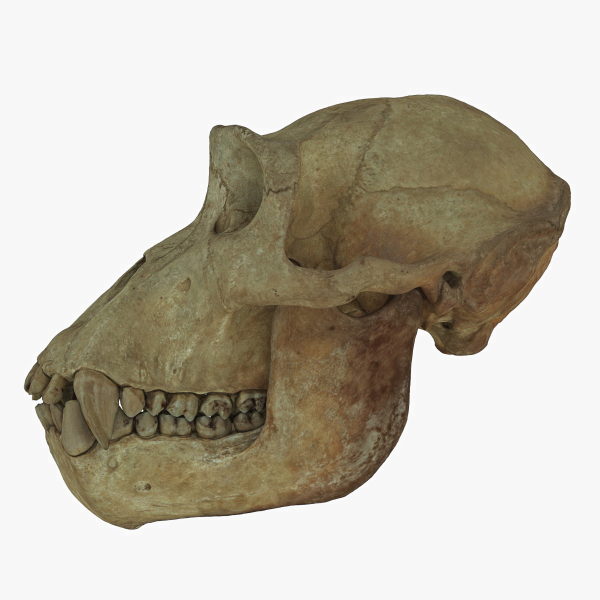 大猩猩头骨3d模型