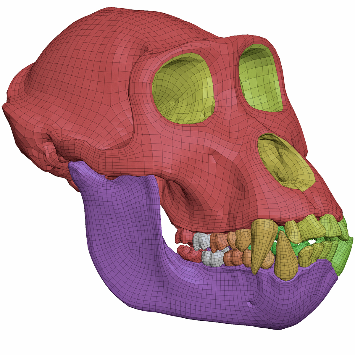 3d gorilla skull