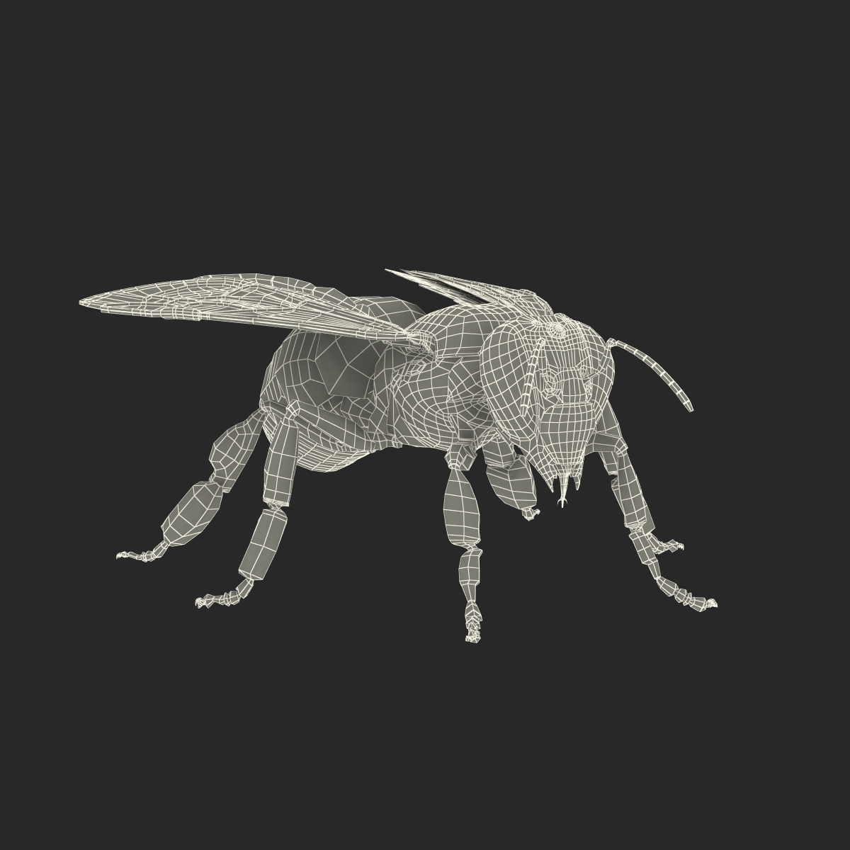 蜜蜂3d模型