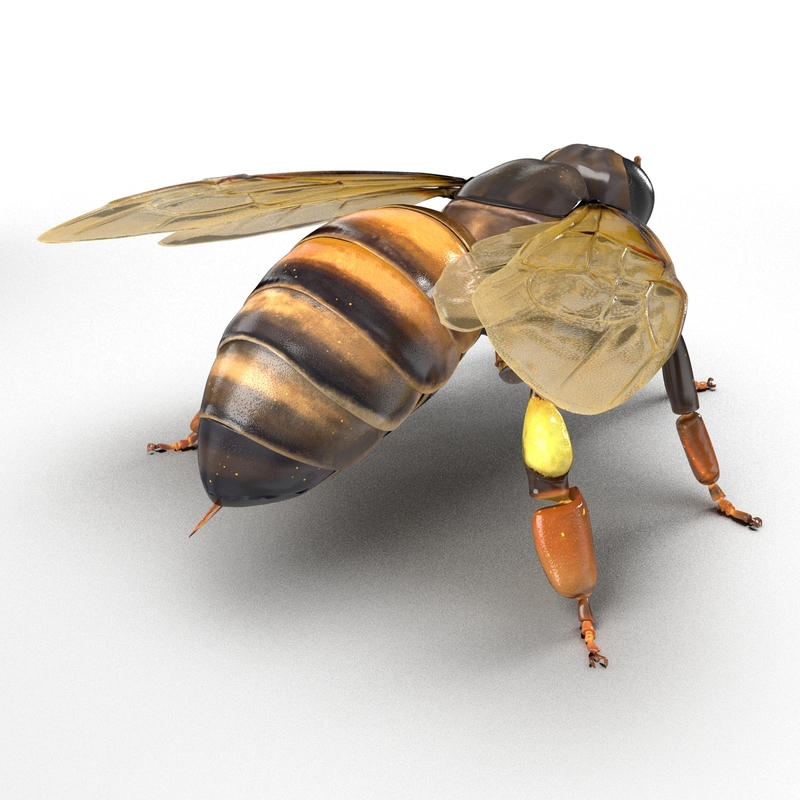 3d honey bee