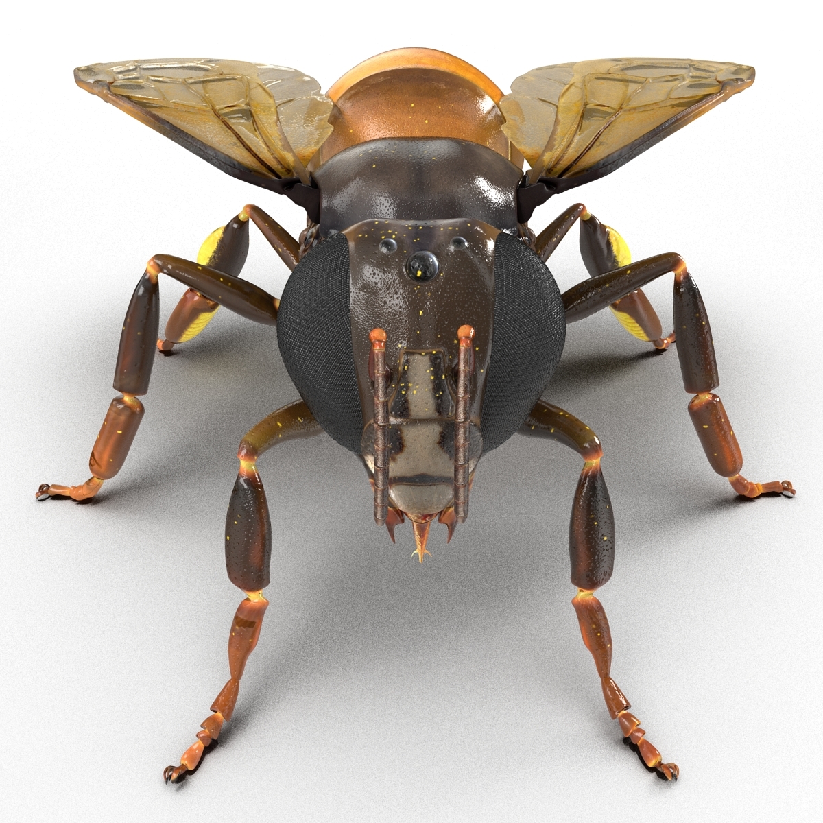 3d honey bee