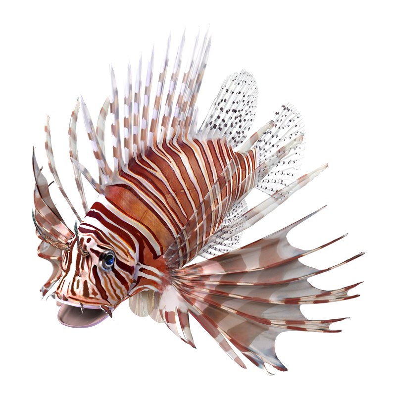 Lionfish3dmodel01