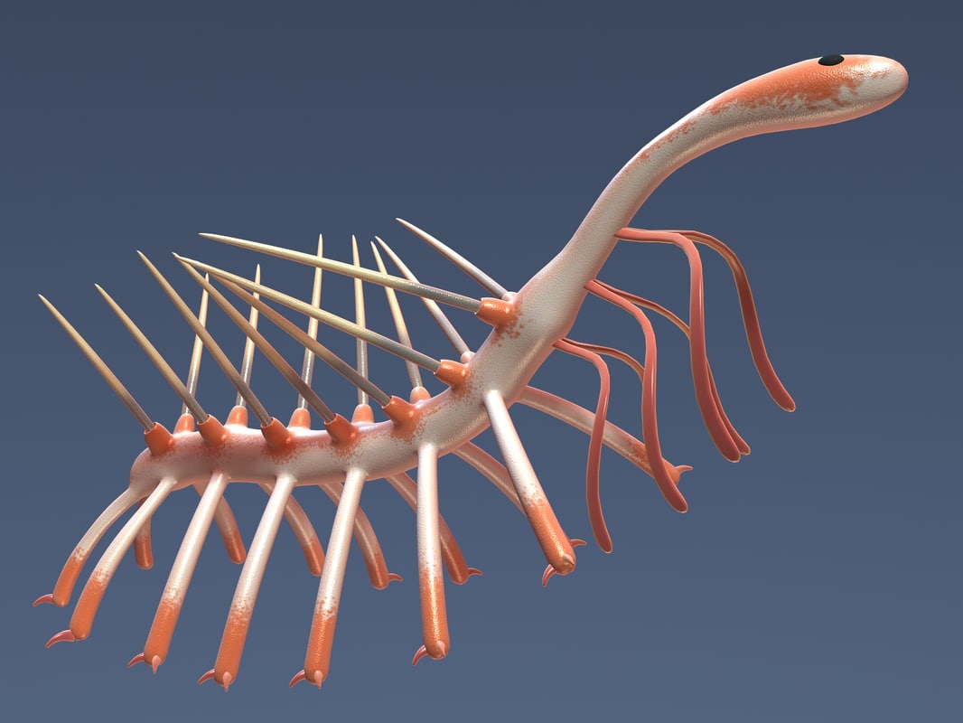 Hallucigenia Hallucigenia