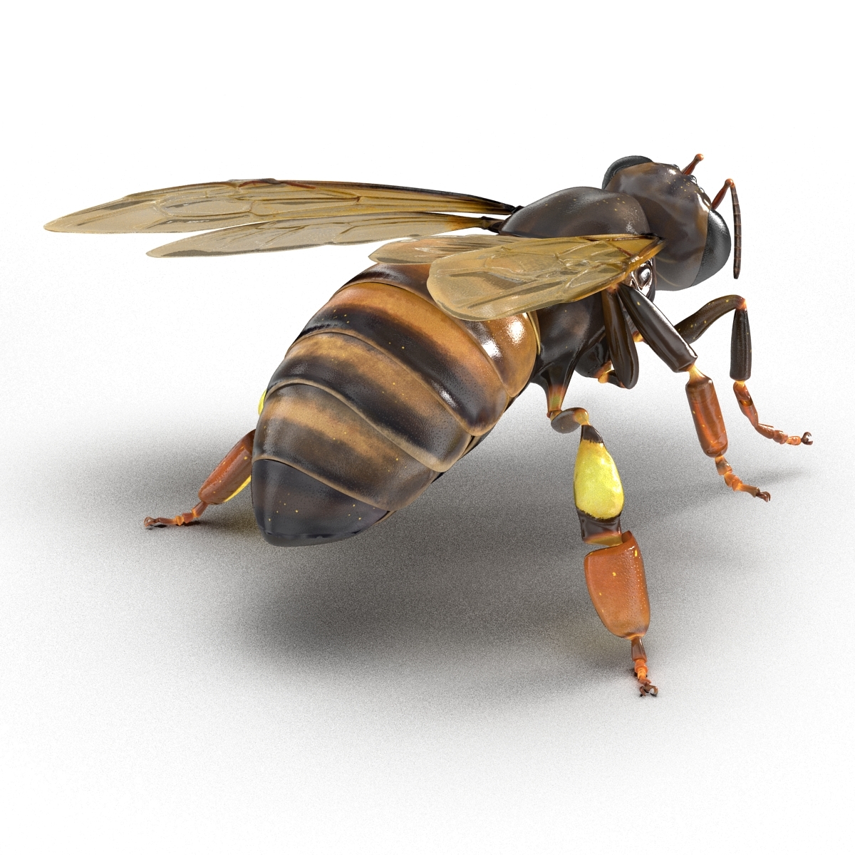 3d model honey bee pose 4