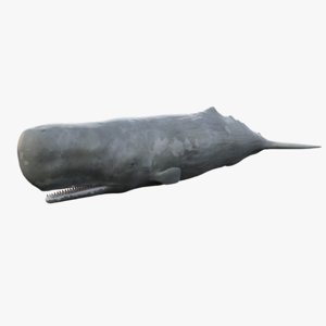 3d sperm whale model