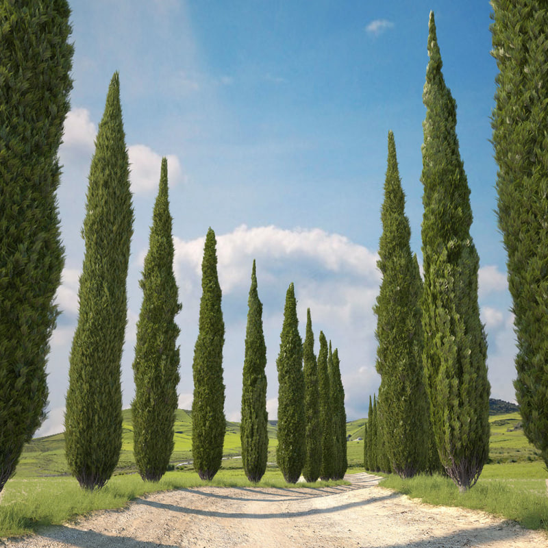 cypress trees 3d model