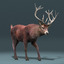 3d red deer stag 3 model