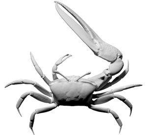 free obj mode scan fiddler crab