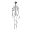 3d nervous skeleton model