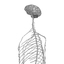 3d nervous skeleton model