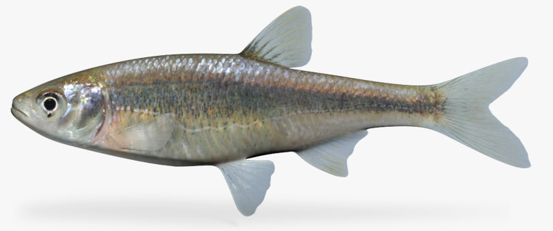 3d model of lythrurus umbratilis redfin shiner