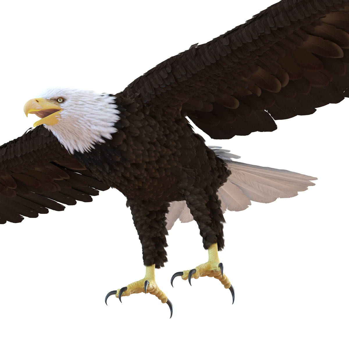 bald eagle 3d model