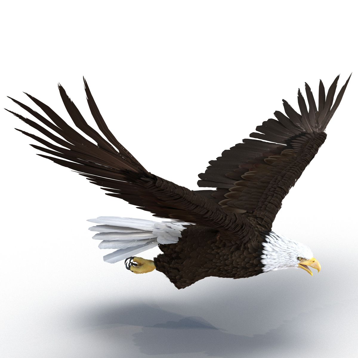 bald eagle 3d model