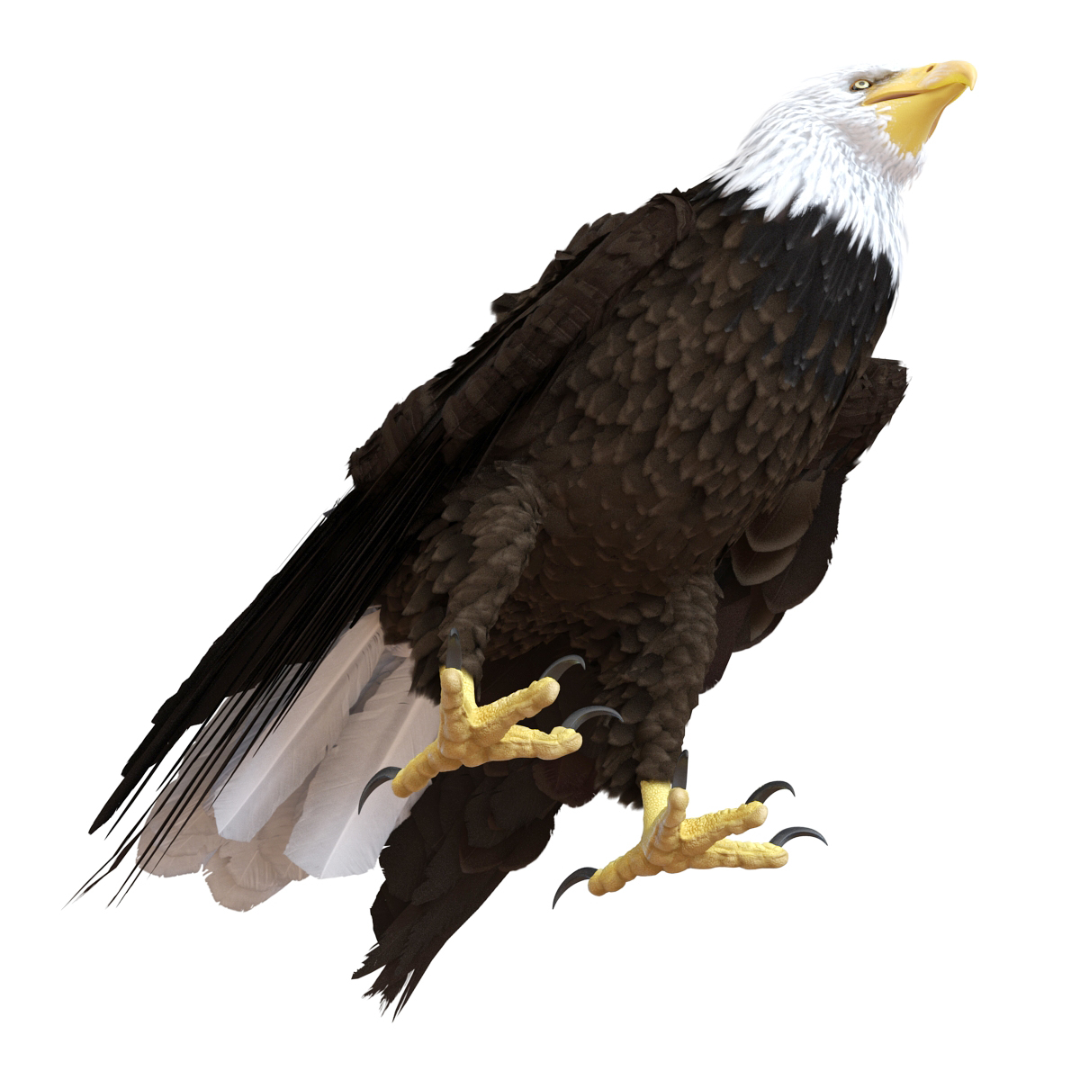 bald eagle 3d model