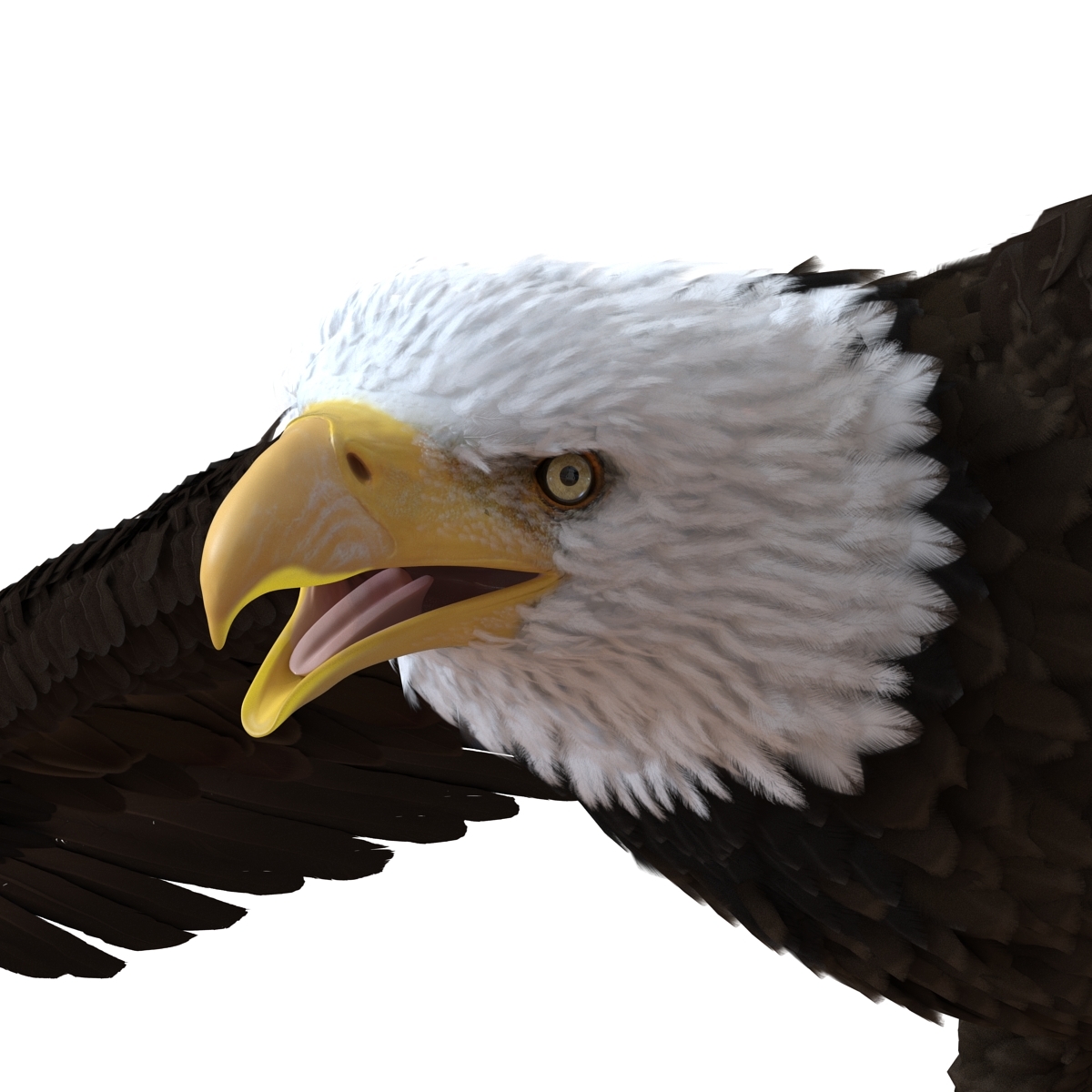 bald eagle 3d model