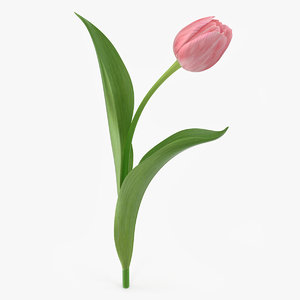 tulip flower 3d model