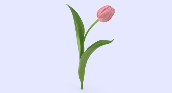 dam Overzicht hebben zich vergist tulip flower 3d model