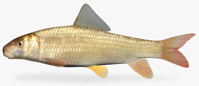 3d moxostoma carinatum river redhorse