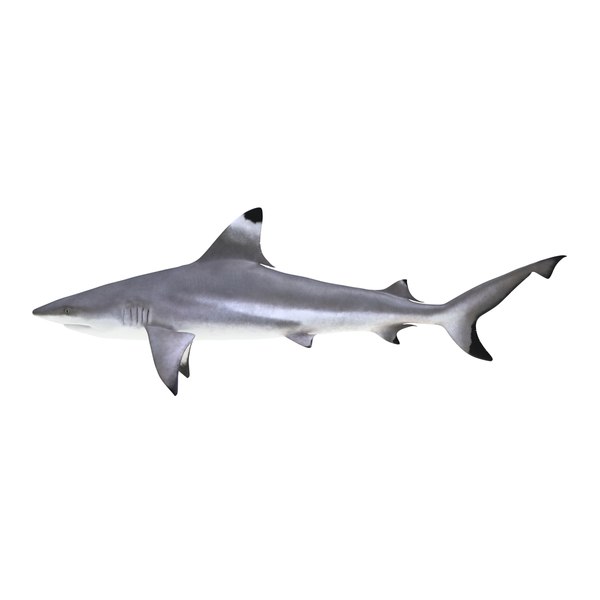 blacktip reef shark 3d model