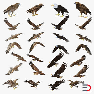 eagles modeled 3d model