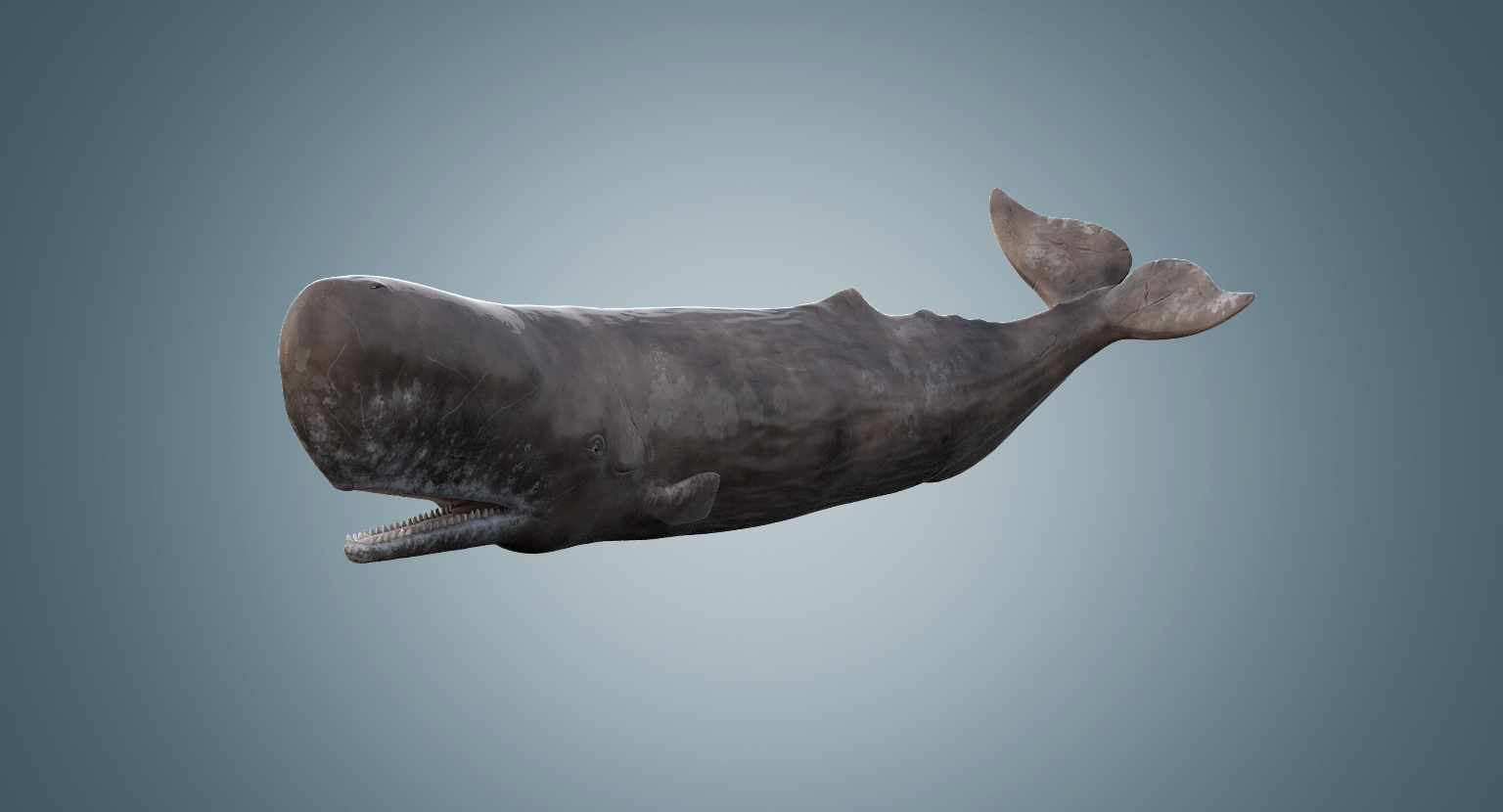 3d sperm whale rigged model
