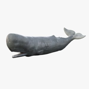 3d sperm whale rigged model
