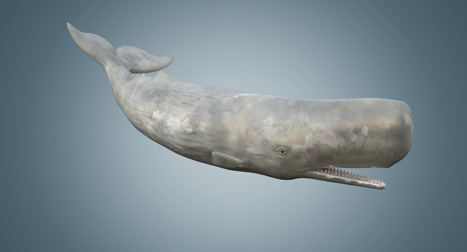 3d sperm whale rigged model