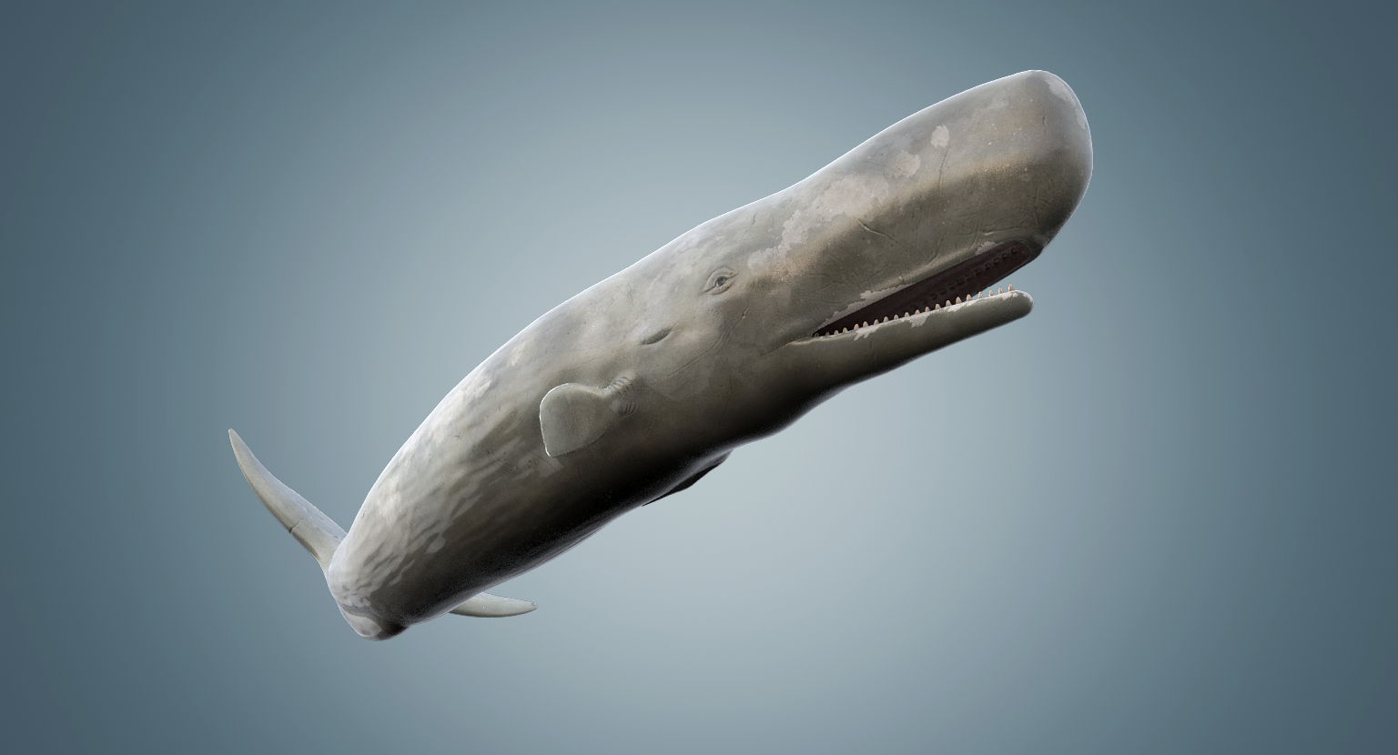 3d sperm whale rigged model