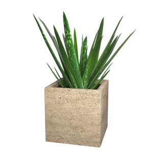 aloe vera potted plant 3d model
