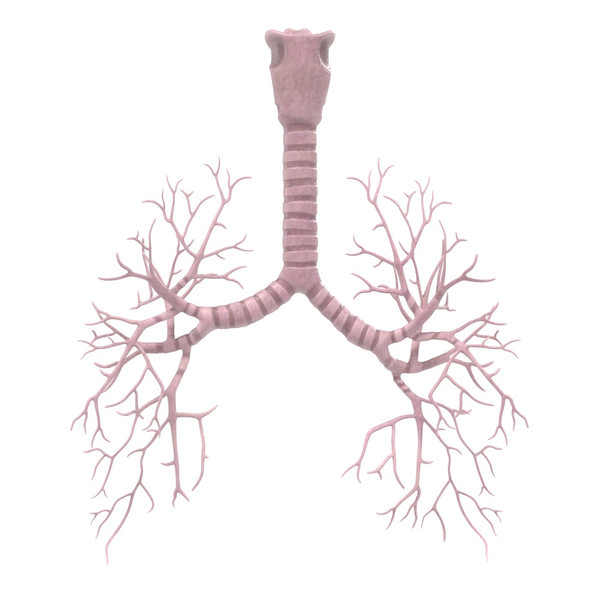 3d Bronchi