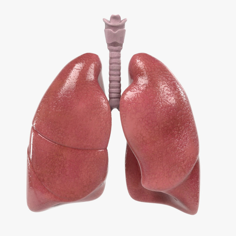 5 Awesome Respiratory System 3d Model Project - Bank2home.com