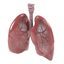 3d respiratory model
