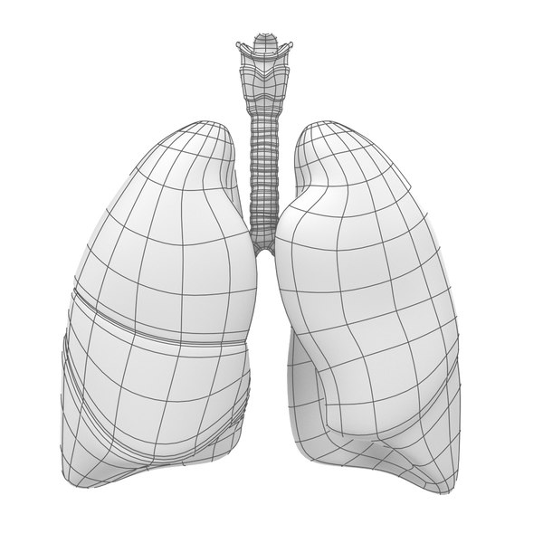 3d respiratory model