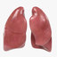 3d respiratory model