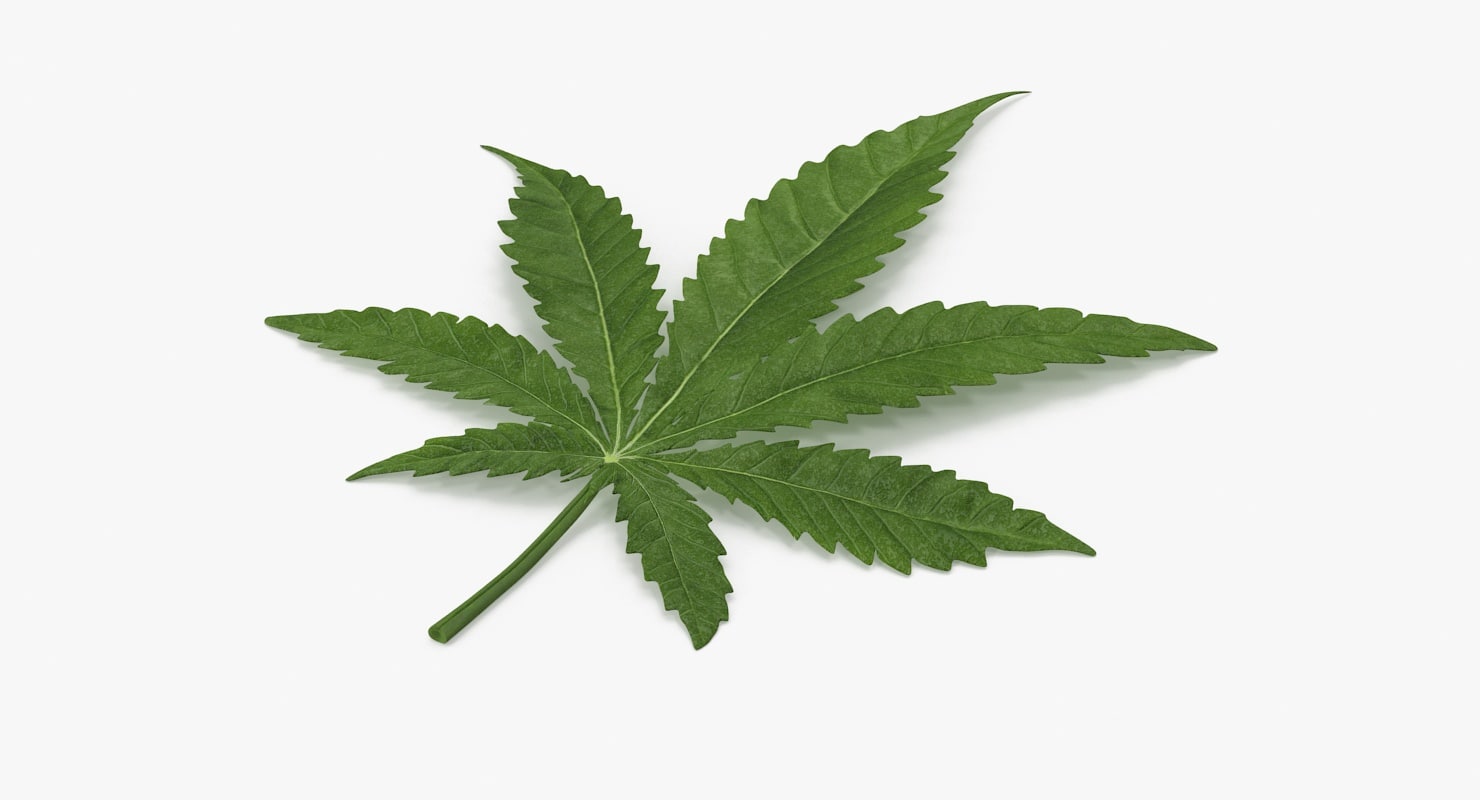 3d marijuana leaf