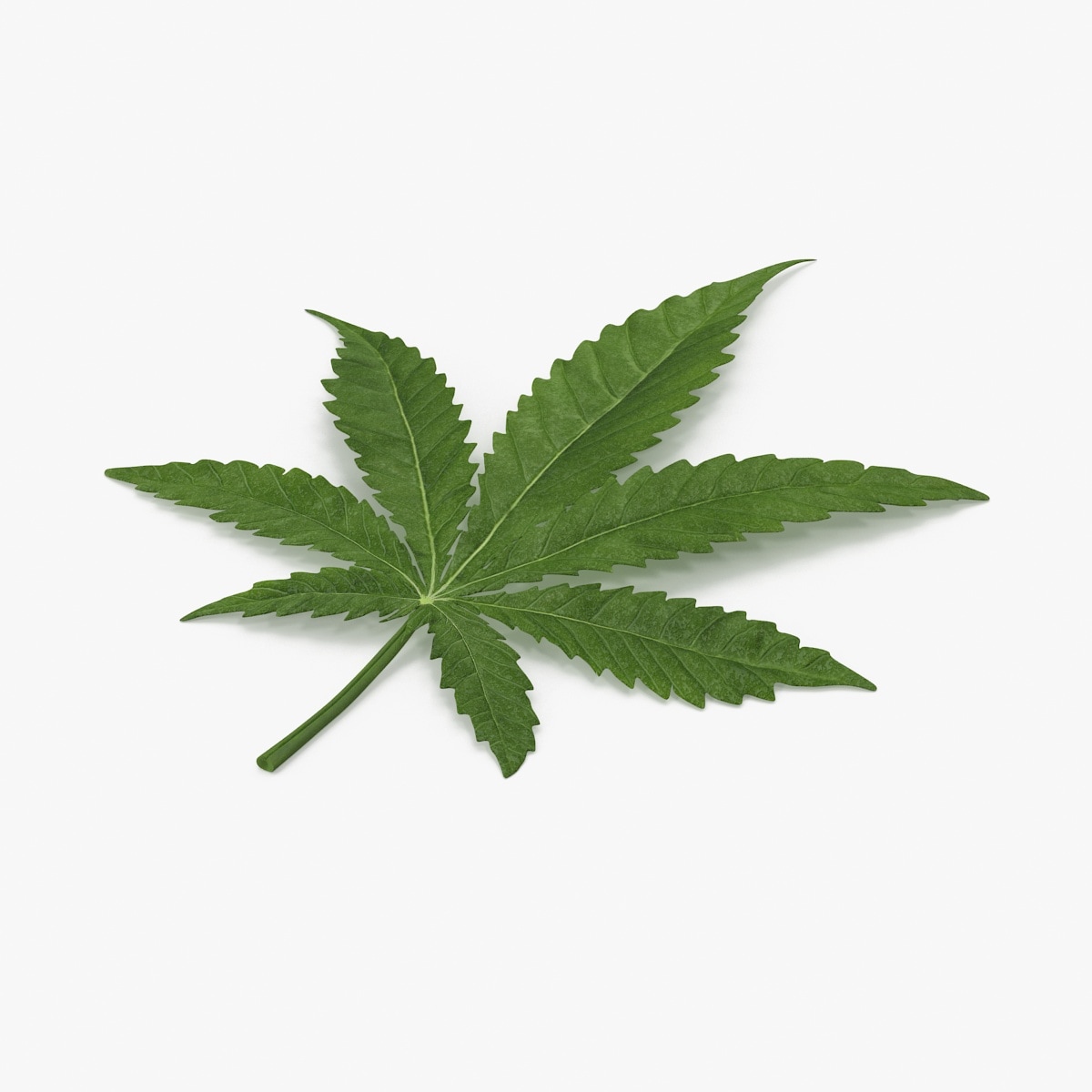 Marijuana 3D Models for Download TurboSquid