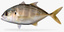 fbx saltwater fish