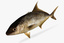 fbx saltwater fish