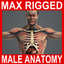 max rigged complete male anatomy