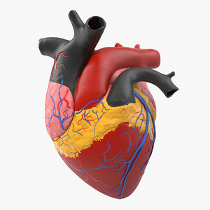 anatomy heart medical plastic 3d model