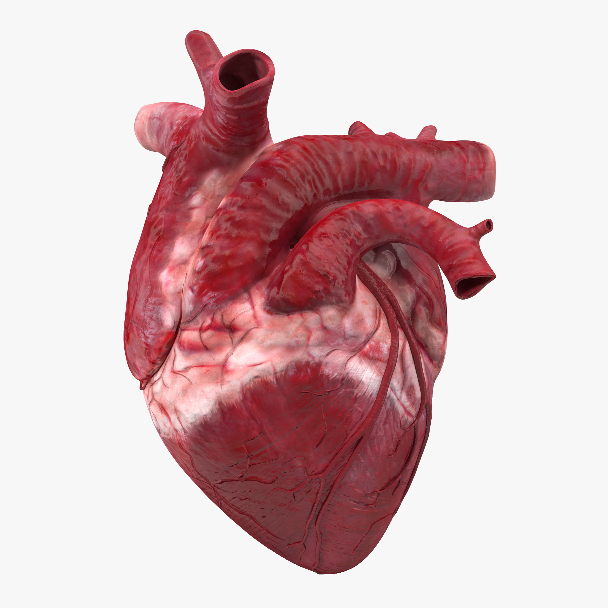 human heart c4d