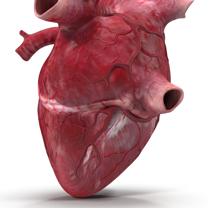 human heart c4d